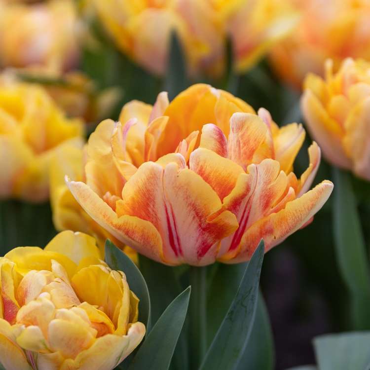 Tulpan 'Foxy Foxtrot'